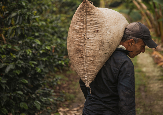 Café arábica por excelencia: Colombia.