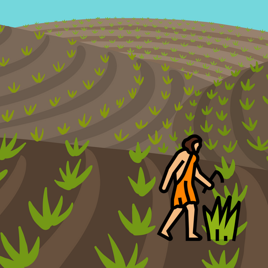 La evolución de la agricultura.