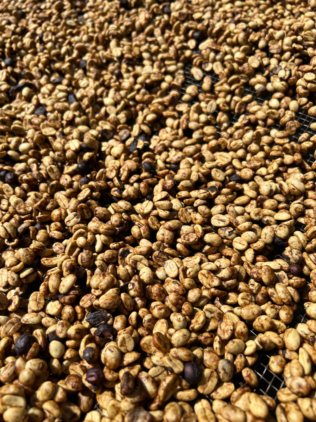 Procesos naturales en el café de especialidad.