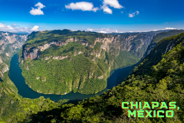 Chiapas, ecosistema cafetalero emblemático .